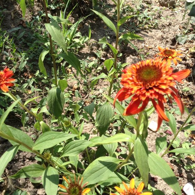 image - Echinacea