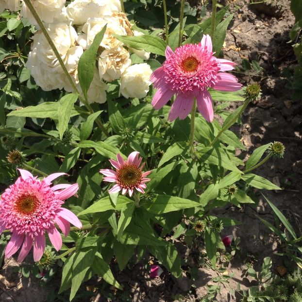 Pink Double Delight - Echinacea