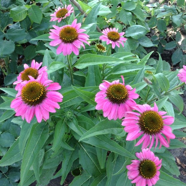 image - Echinacea