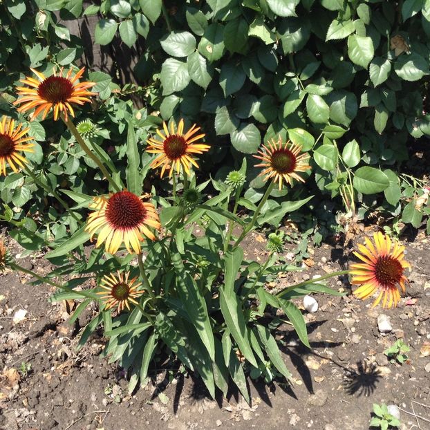image - Echinacea