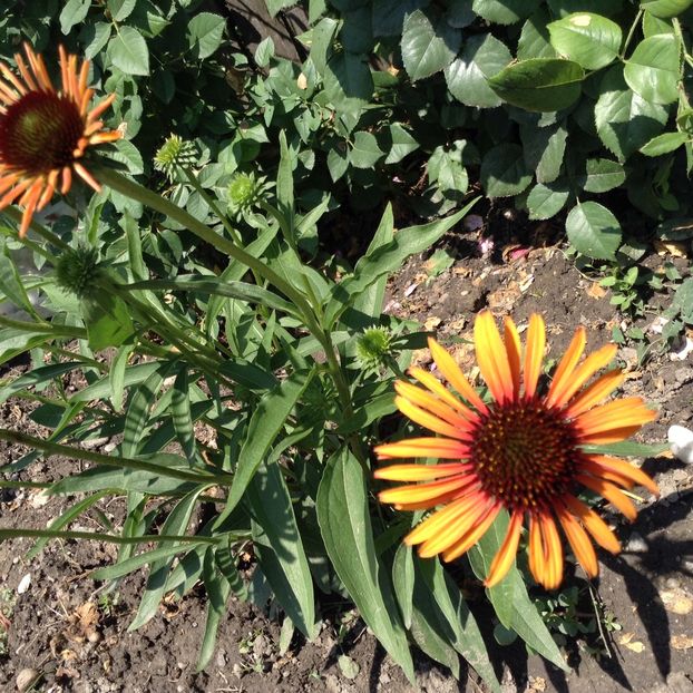 image - Echinacea