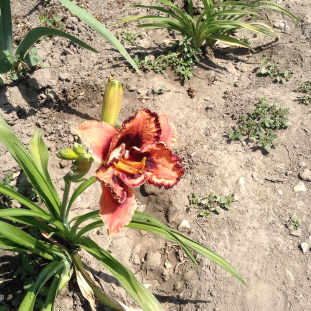 Adamas - Hemerocallis 2018