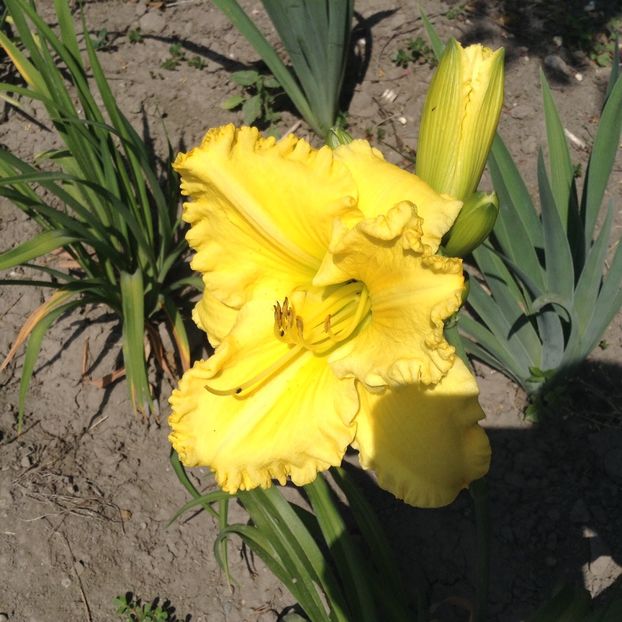 Hello sunshine - Hemerocallis 2018