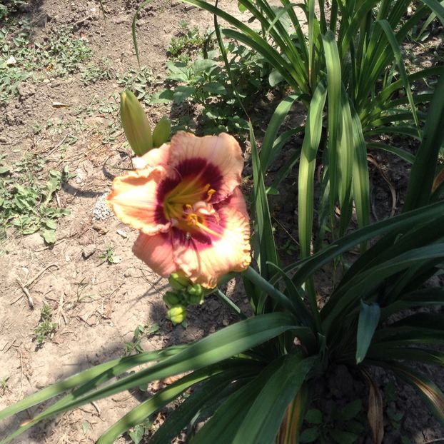 image - Hemerocallis 2018
