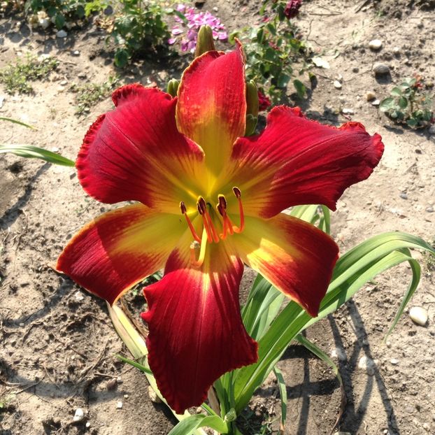 All American Chief - Hemerocallis 2018