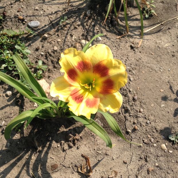 Wings of chance - Hemerocallis 2018