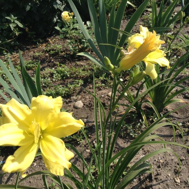 Double River Why - Hemerocallis 2018