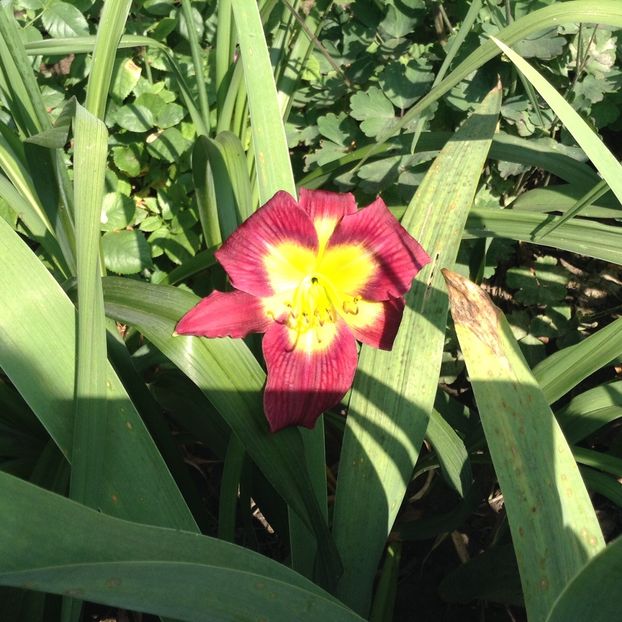 Night beacon - Hemerocallis 2018