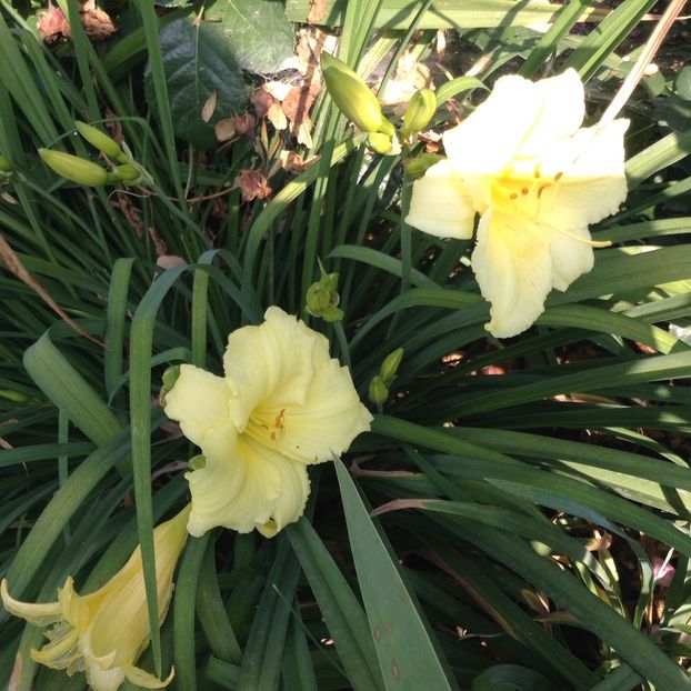 image - Hemerocallis 2018