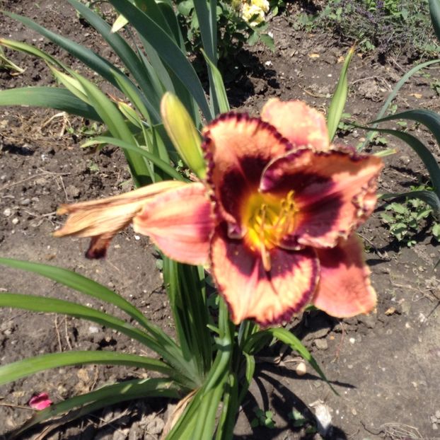 Adamas - Hemerocallis 2018