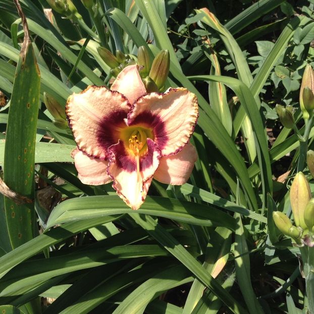 Daring dilemma - Hemerocallis 2018