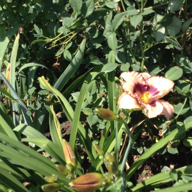 image - Hemerocallis 2018