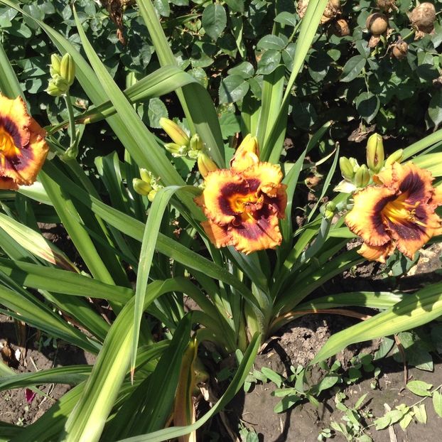 image - Hemerocallis 2018