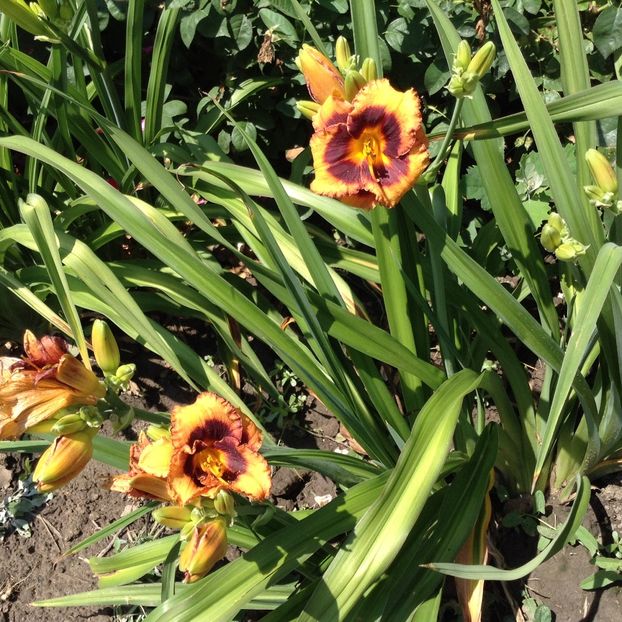 Madeleine nettles eyes - Hemerocallis 2018