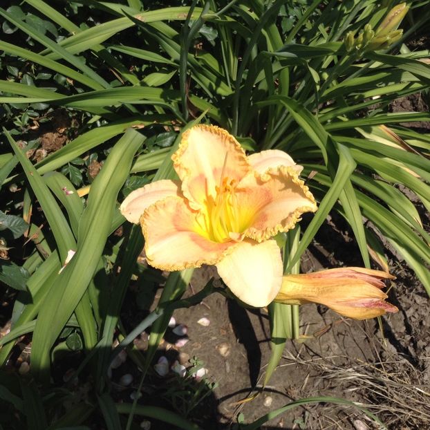 image - Hemerocallis 2018