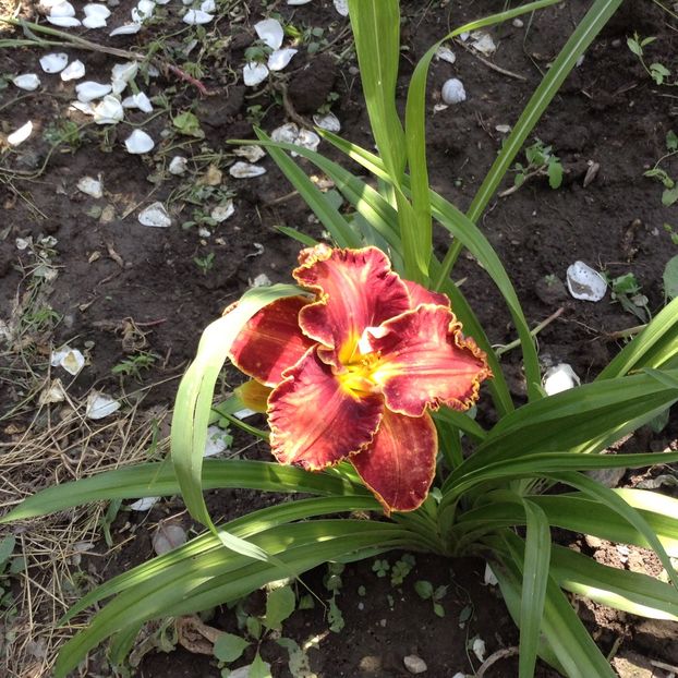 Daria - Hemerocallis 2018