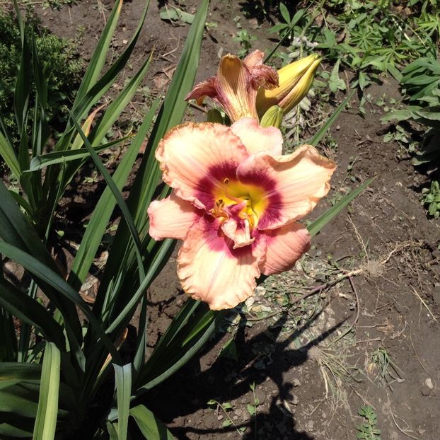 image - Hemerocallis 2018