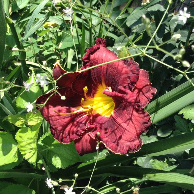 Berrylicious? - Hemerocallis 2018
