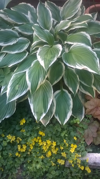  - Hosta 2018- 2022