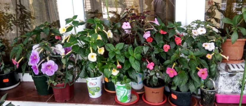  - 2016 achimenes