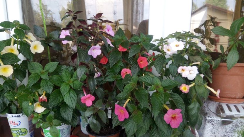  - 2016 achimenes