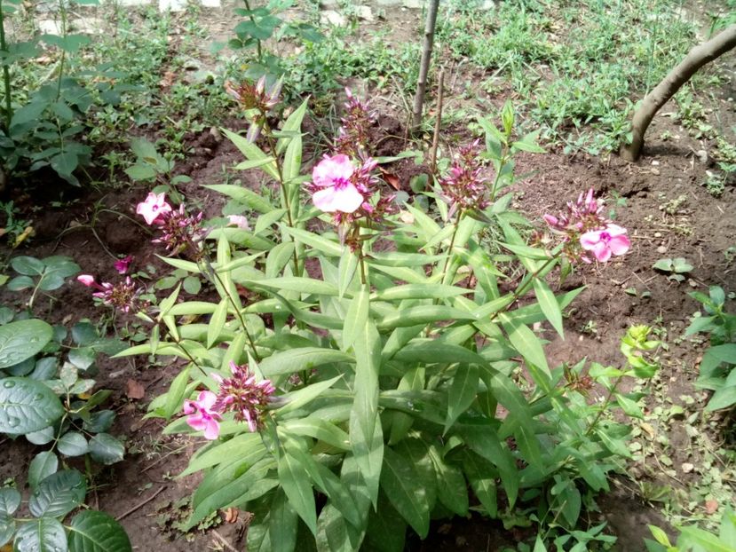  - Phlox zise și brumărele