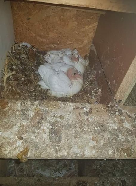 received_214897265988281 - Primii pui de tobosari germani pe 2018