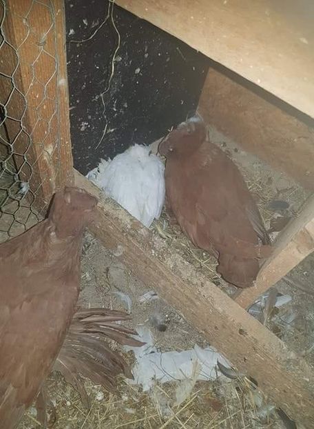 received_214896942654980 - Primii pui de tobosari germani pe 2018