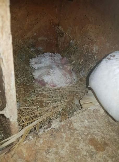 received_214896852654989 - Primii pui de tobosari germani pe 2018