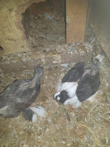 received_214895945988413 - Primii pui de tobosari germani pe 2018