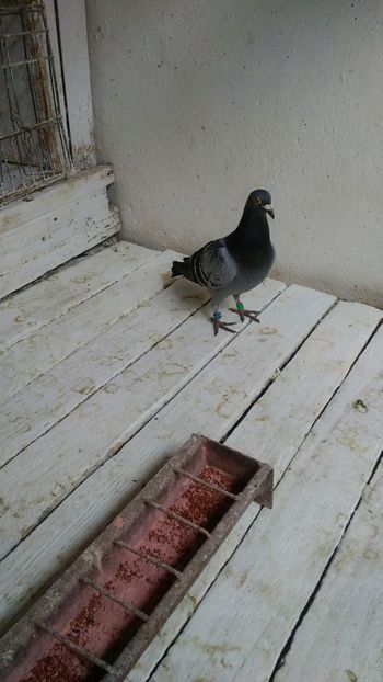 IMG-20180609-WA0005 - Kremenciug 1