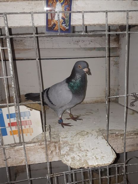 IMG-20180609-WA0012 - Kremenciug 1