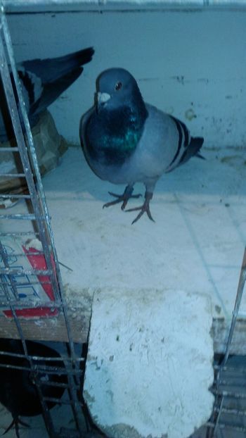 IMG-20180609-WA0023 - Kremenciug 1