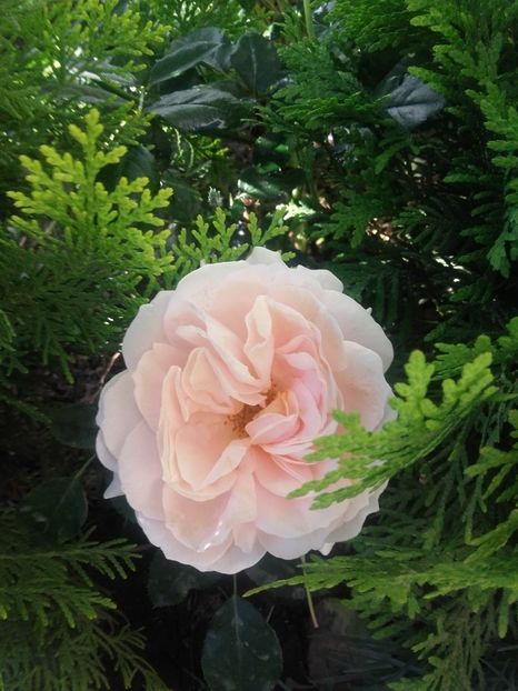 Garden of roses - Gradina-2018