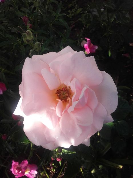 Aphrodite - Gradina-2018