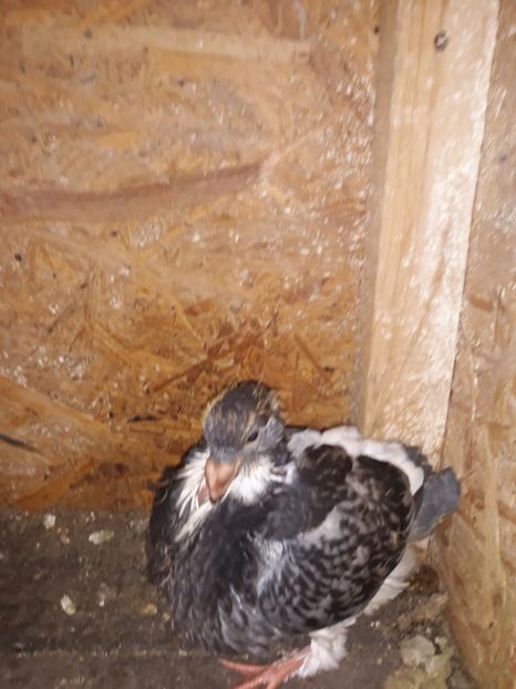  - Pui americani 2018