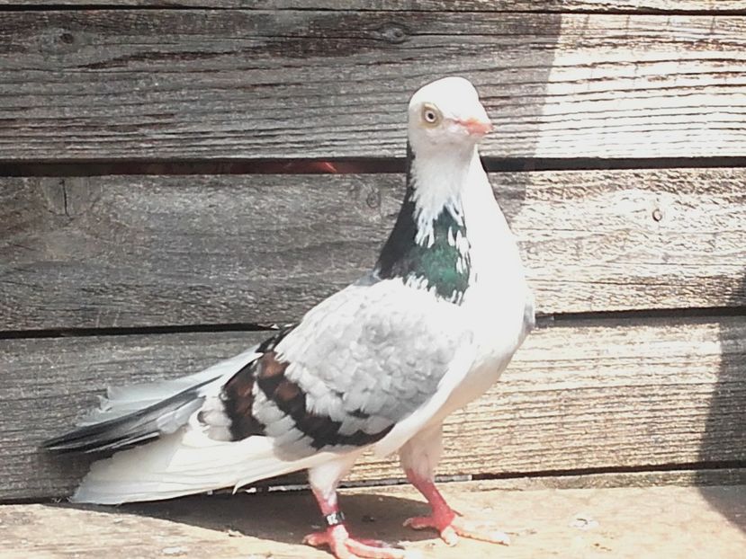  - 4-Jucatori de Galati