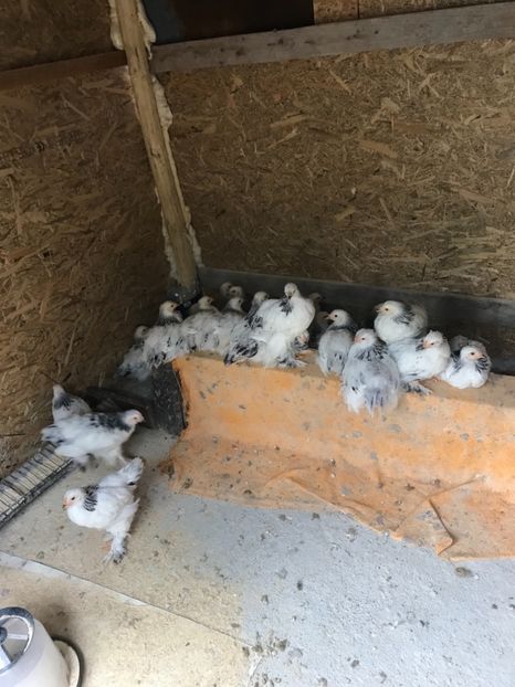 DAC15D61-17CD-4DB1-810C-85210B1FF3AD - Pui Brahma HD