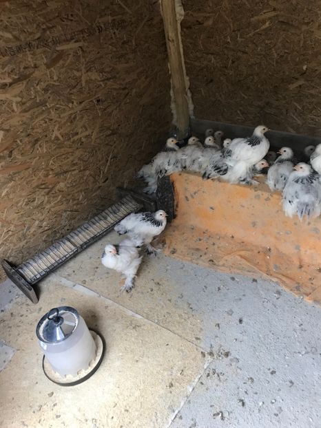 3C0718B6-2082-4E30-8047-5B7A3D37280A - Pui Brahma HD