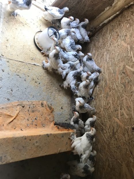 7ED598E6-20C6-4F6F-B609-A719D08B8AA0 - Pui Brahma HD