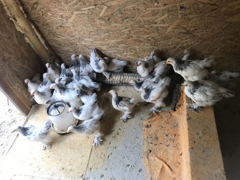 DCF68794-5133-4502-A429-450FBD55E44C - Pui Brahma HD