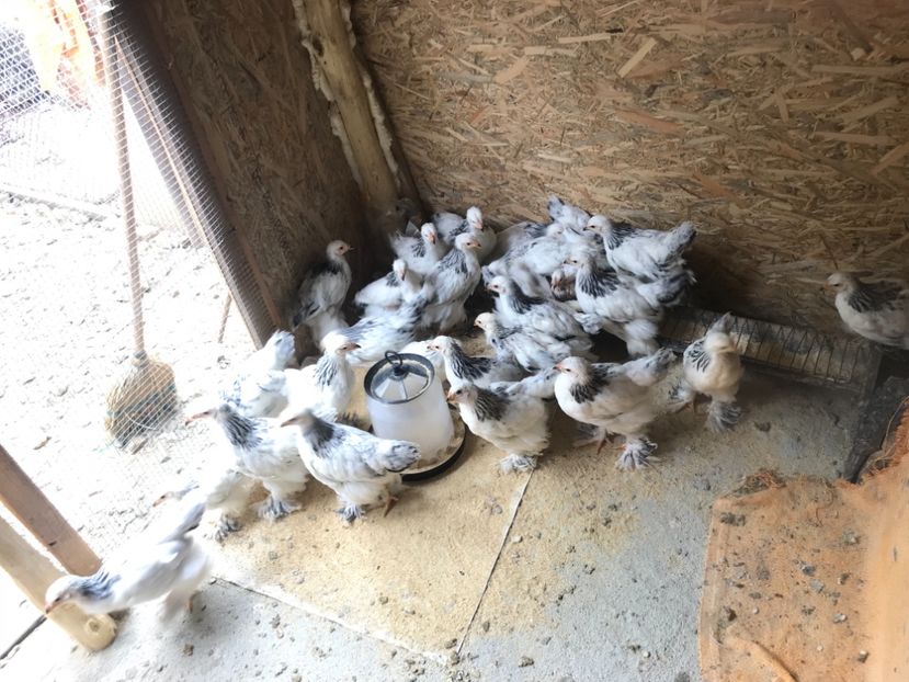 18249521-7A83-40AD-9624-89B0819F9172 - Pui Brahma HD