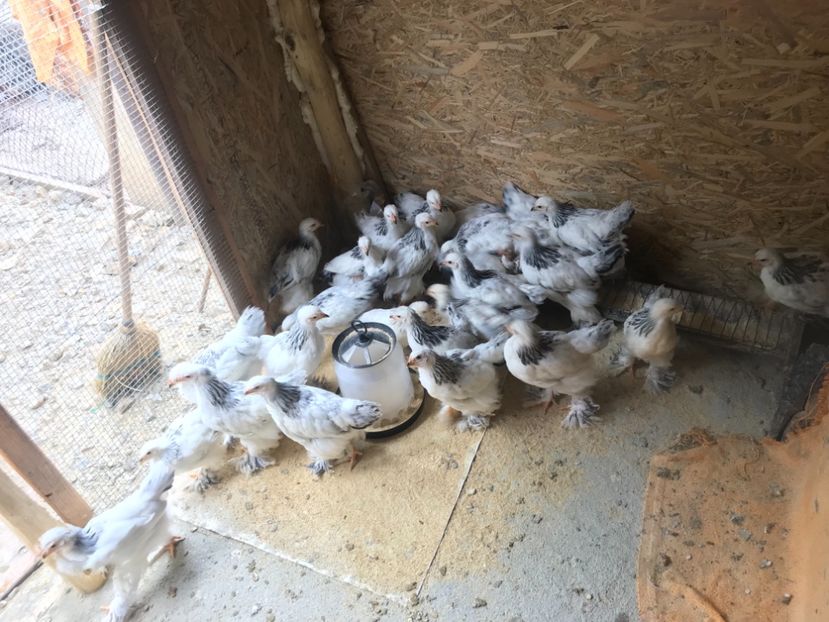 16DB6747-21EB-4BCF-B507-9E9EA31CBAB4 - Pui Brahma HD