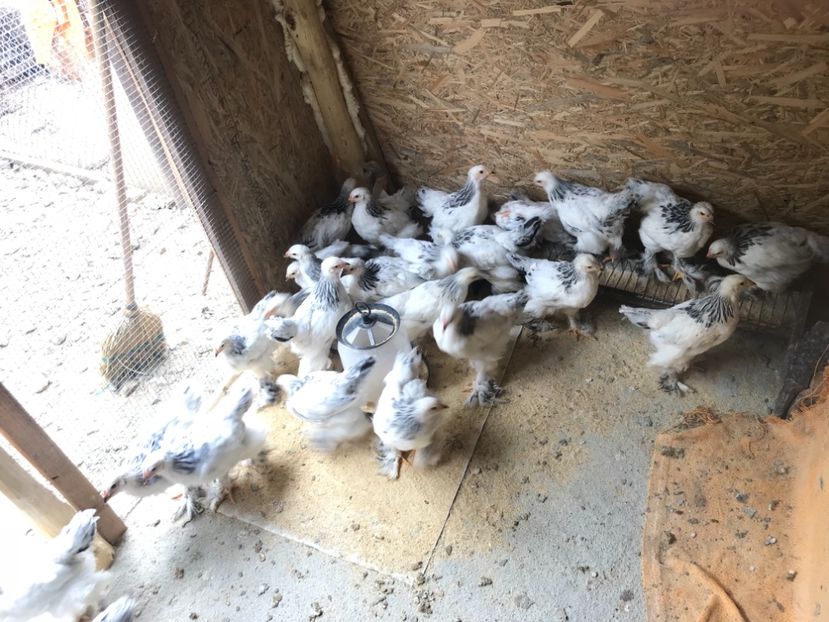 D96BA59C-5E2F-4E4D-A002-6D904DE090C0 - Pui Brahma HD