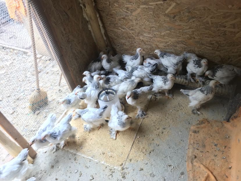 8D08700A-5196-4D9B-877B-96C531E54358 - Pui Brahma HD