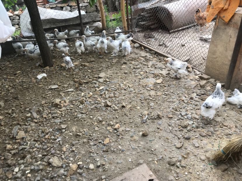 399B7FC1-86F2-43A5-9A90-70B51297F6CB - Pui Brahma HD