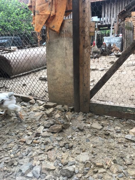 69D5B45F-02A3-46B3-BACF-D15D955BF272 - Pui Brahma HD