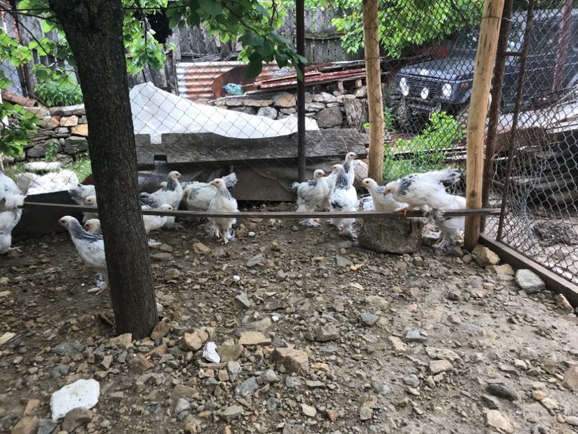 E69CFE79-92D7-4644-A617-E7EC762E9857 - Pui Brahma HD