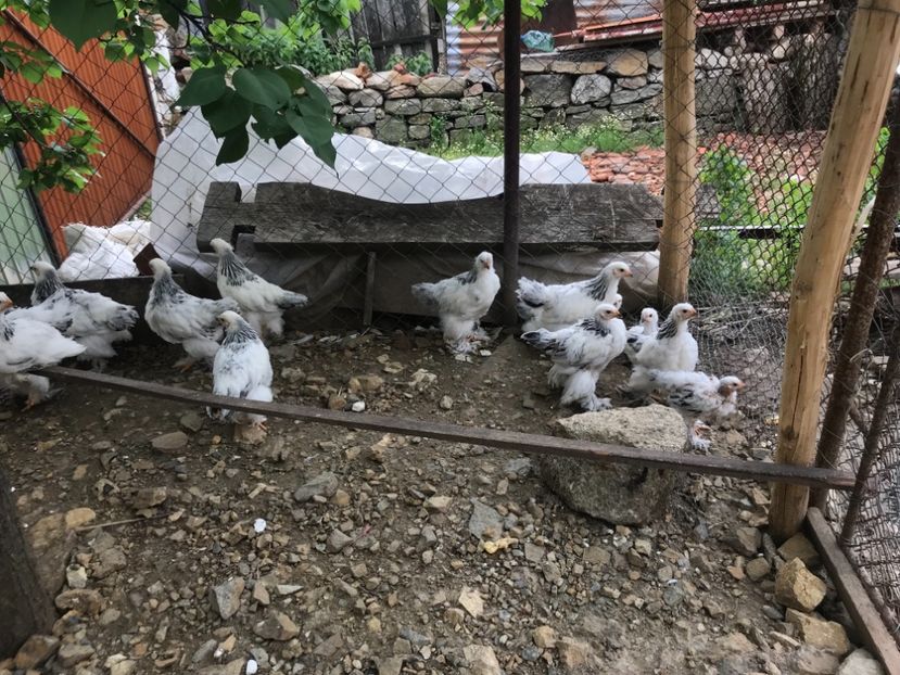 8888E95A-C099-4DD7-9DEB-1388E0443245 - Pui Brahma HD