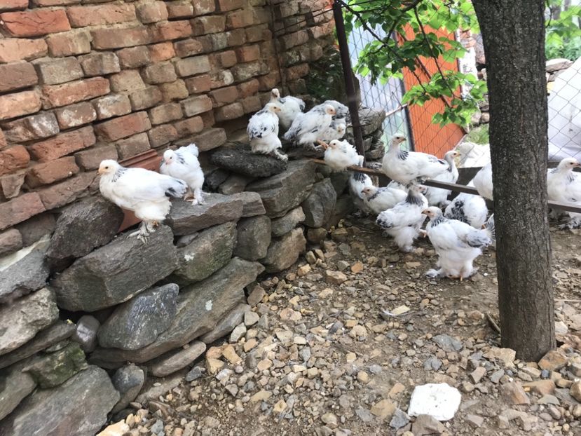 583629FC-45E0-4709-9E46-24880C100D84 - Pui Brahma HD